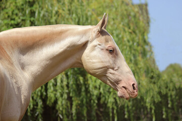 the most beautiful horse in the world, portrait of a pearl horse,