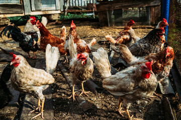 Domestic roosters and hens. Household poultry farming