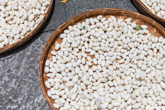 Basket silkworm cocoons under sunlight
