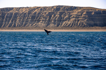 Obraz premium Whale tale