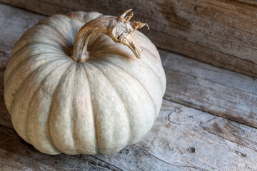 Whole white pumpkin on a rustic wooden background.
