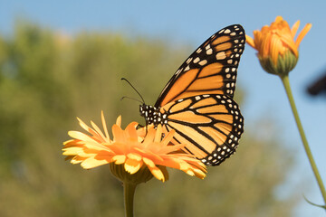 butterfly on flower