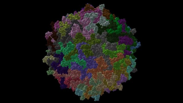 Structure of human bocavirus 4, animated 3D cartoon and Gaussian surface model, chain id color scheme, PDB 5us9, black background