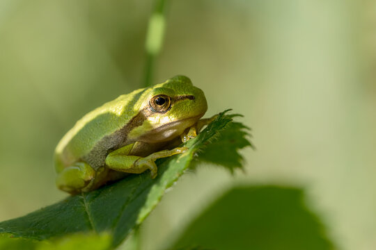 an european tree frog sit on a green leaf