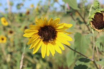 sunflower in the garden