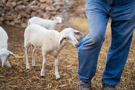 A Little Goat Bites the Man's Pants