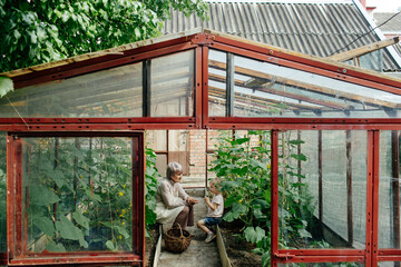 Senior farmer and little girl in greenhouse