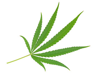 Hemp or cannabis leaves isolated on a white background, top view. Medical marijuana.