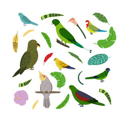 Design template with parrots in square for kid print. Rectangle composition of tropical birds kea, racket tail, red winged, rosella and cockatiel. Vector set of jungle life in cartoon style.