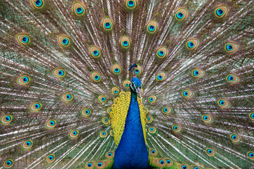 Obraz premium Pavão, Varginha Zoo, Minas Gerais, Brazil