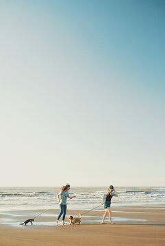 Dog And Cat Playing On The Beach
