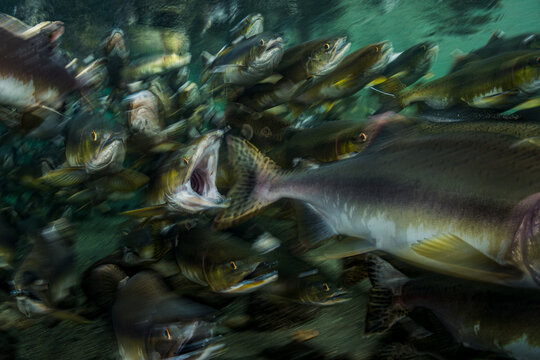 Salmon Run