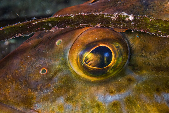Lingcod Eye