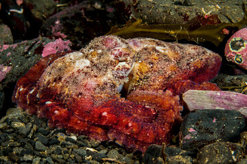 Red Octopus