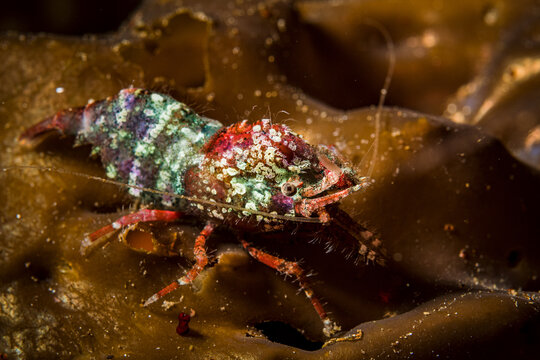 Deep Blade Shrimp