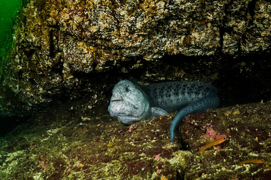 Male Wolf Eel in Den