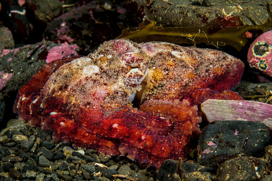 Red Octopus