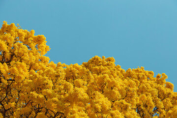 Yellow Ipe, Minas Gerais, Brazil - Yellow Ipe Flowering August 2021