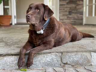 Older Chocolate lab laying down on porch