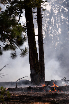 Burning tree in forest with smoke
