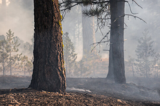 Burning trees in forest with smoke