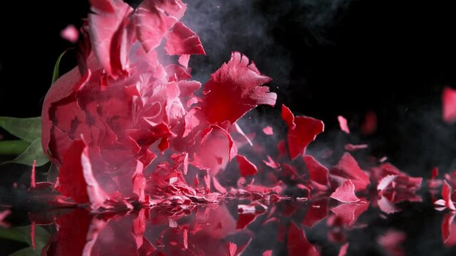 Super slow motion of falling head of red rose, frozen by liquid nitrogen. Beautiful flower abstract shot with flying fragments pieces of frozen petals. Filmed on high speed cinema camera, 1000fps.