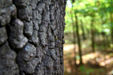 tree bark texture