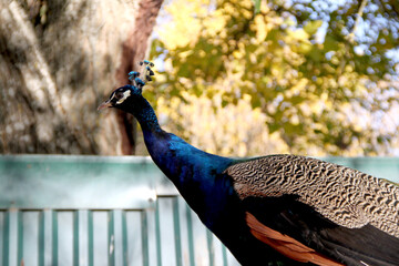 peacock with feathers