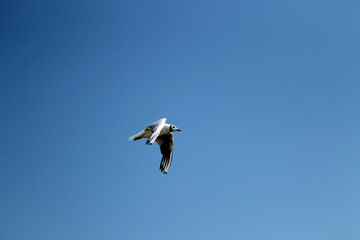 seagull in flight