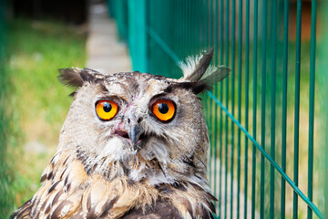 A gray owl in a cage in the park looks into the frame. A wild owl with sad yellow eyes.