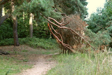 A broken tree in the forest, nature is in danger