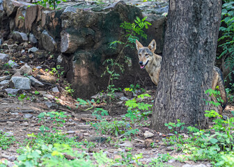 A wolf behind a tree
