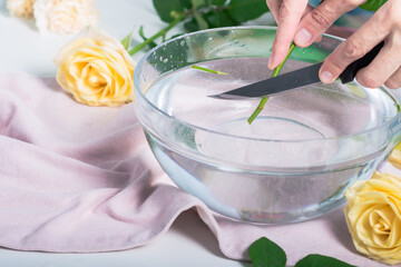 Woman‘s hands cutting off  yellow rose stem in a water for better flowering in a vase, florist...