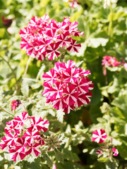 (Verbena X hybrida) Verveine d'été ou verveine hybride 'Superbena Coral Star' à fleurs roses vif étoilées de blanc en ombelles au sommet de tige