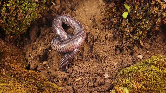 Blind snake digging in the soil.
Blind snake is a non venomous; It looks like a worm (worm snake)
It's also called a Turkish worm lizard (Blanus strauchi)
Exotic reptile, Snake 
wildlife, wild nature