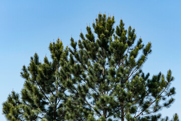 Canopy of a pine tree with highlights on its tips and the blue sky in the background