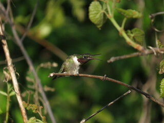 Male Ruby throated hummingbird perched on branch with background of green foliage in summer or spring in midwest ohio. 