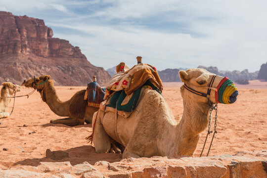 Camels resting near high stone hills in desert and cloudy sky