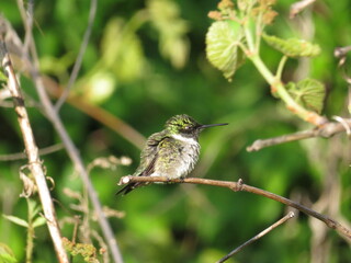 Male Ruby throated hummingbird perched on branch with background of green foliage in summer or spring in midwest ohio. 