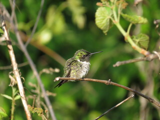Male Ruby throated hummingbird perched on branch with background of green foliage in summer or spring in midwest ohio. 