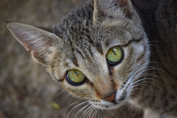 Young Cat portrait close up kitten adorable pussy pet domestic animal wallpaper background