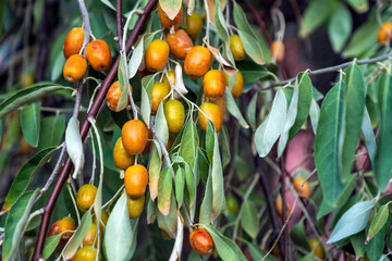 fruits on oleaster tree