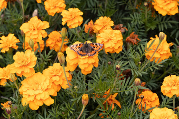 Yellow marigold flowers with a butterfly urticaria is in a summer garden