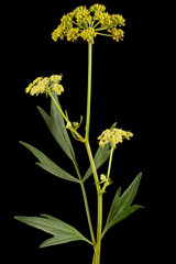 Inflorescence flowers of lovage, lat. Levisticum officinale, isolated on black background - 455774373