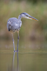Grey Heron (Ardea cinerea) hunting in shallow water, Lincolnshire, UK