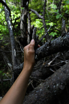 Hand touching tree branch