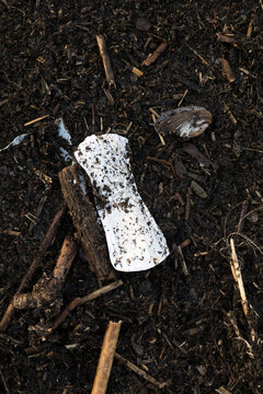 Used female pad and seashell