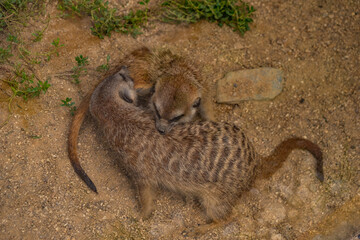 Suricata suricatta animal on green grass in summer dark day