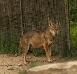 Wolf animal near fence in hot summer day
