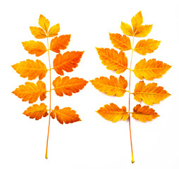 Autumnal orange leaves. Leaf isolated on white background.